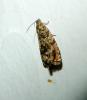 Enarmonia formosana